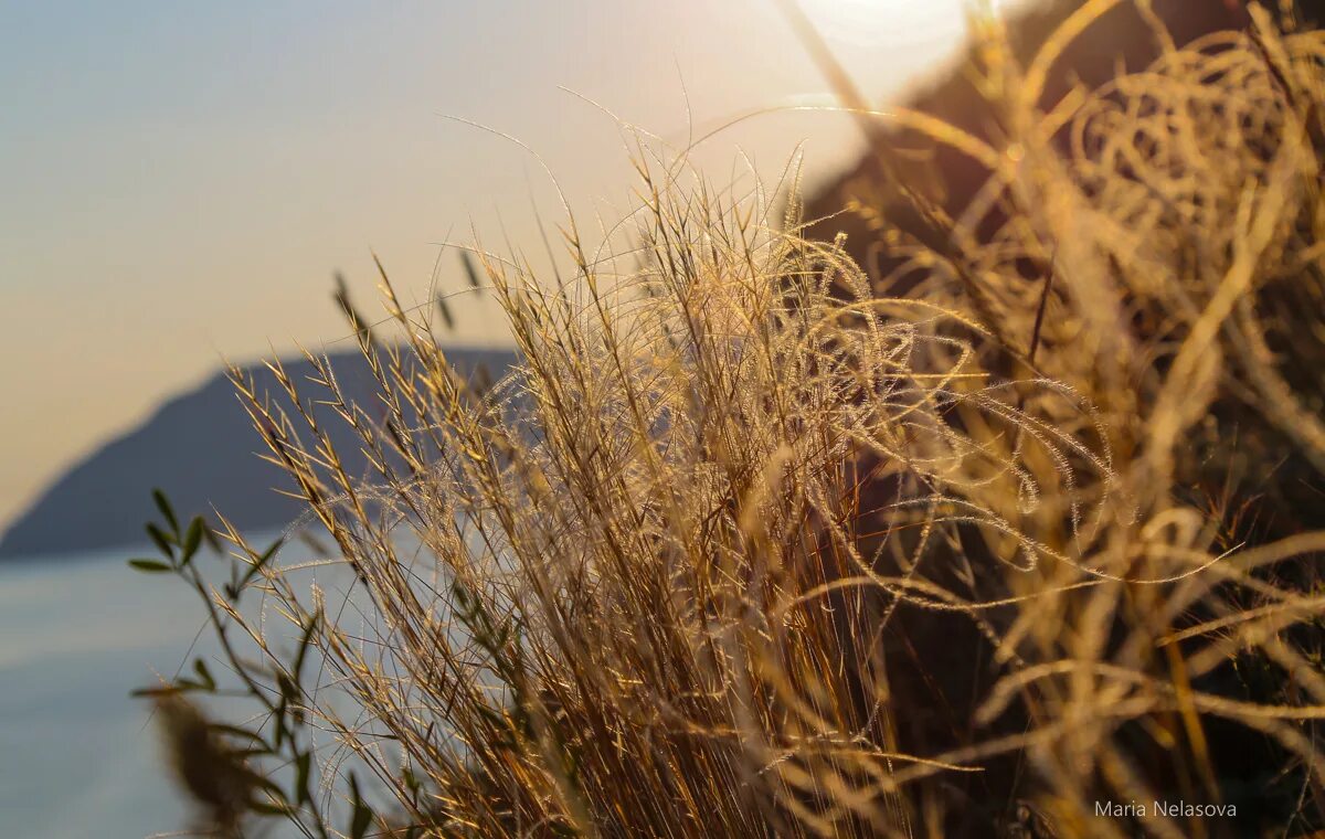 деревня полыни