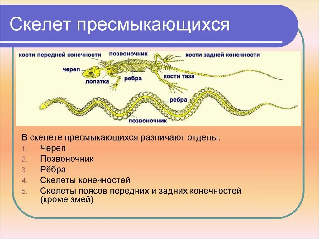 Тест по рептилиям 7 класс. Скелет пресмыкающихся. Строение скелета пресмыкающихся. Отделы позвоночника рептилий. Позвоночник пресмыкающихся.