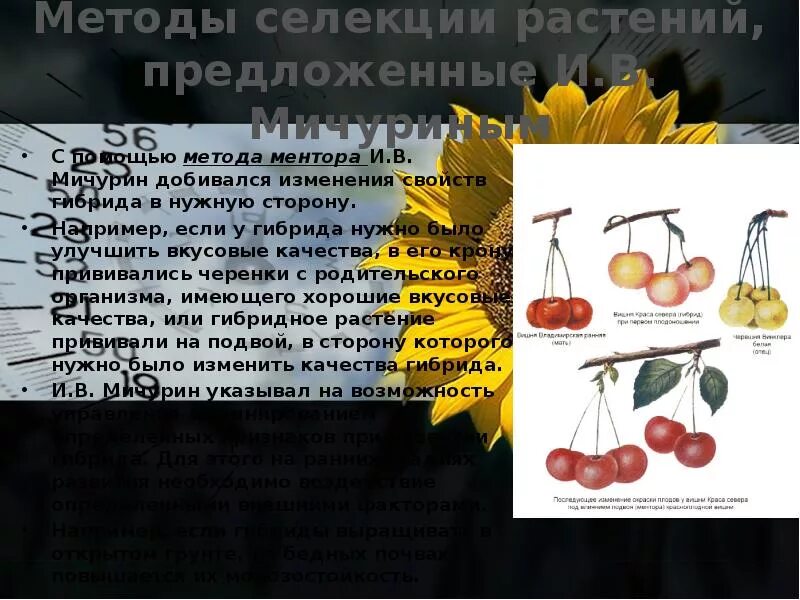 Достижения селекции растений мичурин. Вклад мичурина в селекцию плодово ягодных культур. Методы работы мичурина. Методы работы мичурина. Методы селекции растений мичурина.