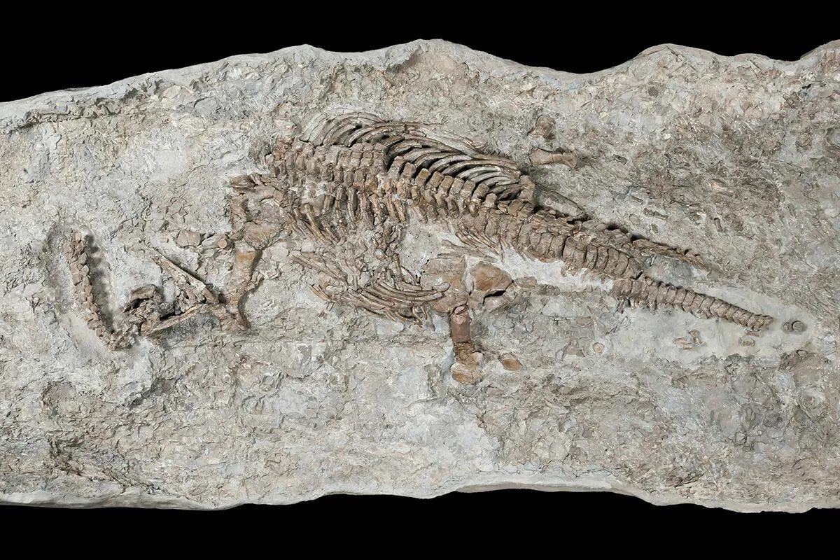 Какие палеонтологические находки. Fossil окаменелости. Кости плезиозавра. Окаменелости Триасового периода. Плезиозавр окаменелость.