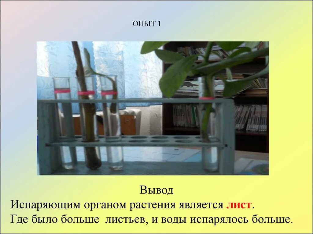 Испаряют значительное количество воды. Опыты по испарению воды листьями растений. Опыт доказывающий испарение воды листьями. Вывод испарения воды листьями. Опыт испарение воды растениями.