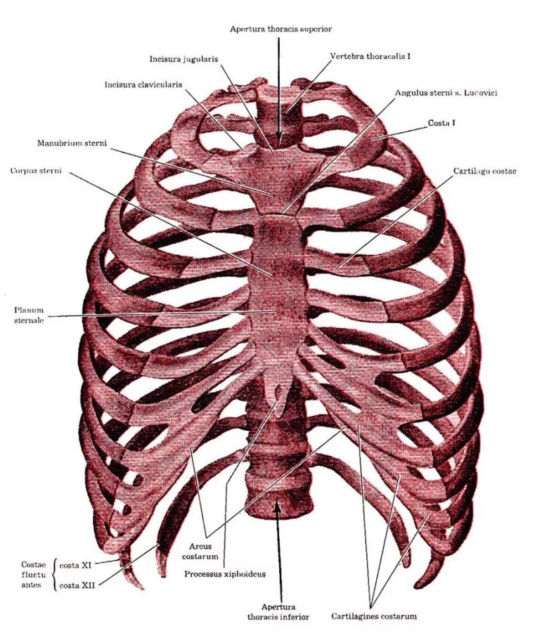 Грудная клетка анатомия и 2 ребра. Анатомия ребер грудной клетки. Грудная клетка анатомия 10 ребро. Анатомия человека грудная клетка ребра. Грудное отверстие