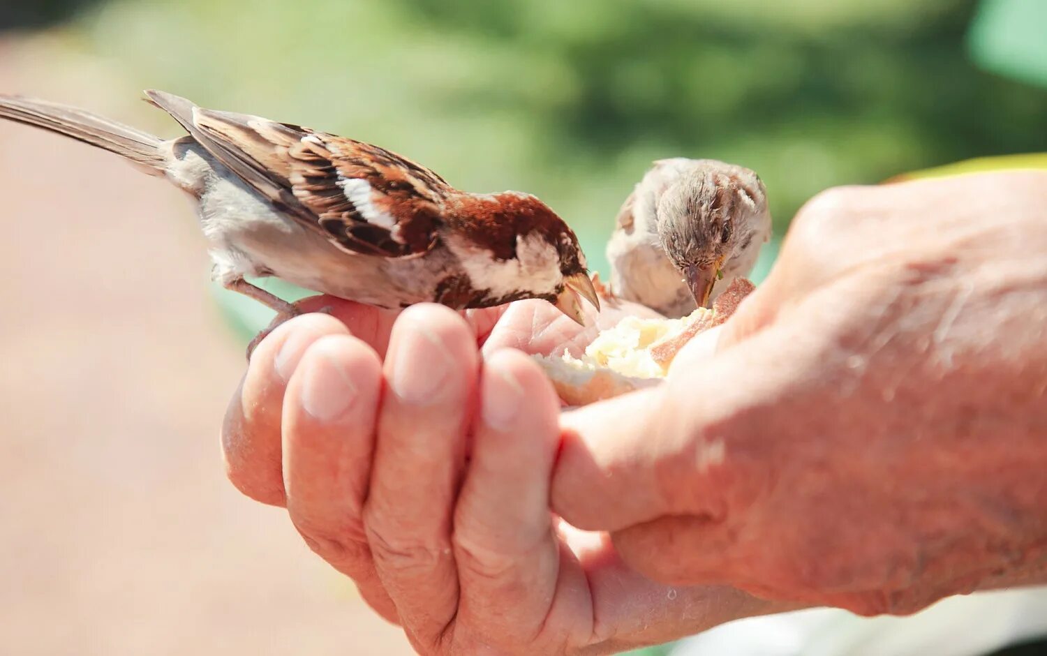 Почему воробей может съесть горсть. Прирученный Воробей. Птички едят хлеб. Птицы едят хлеб с рук. Проявление доброты фото.