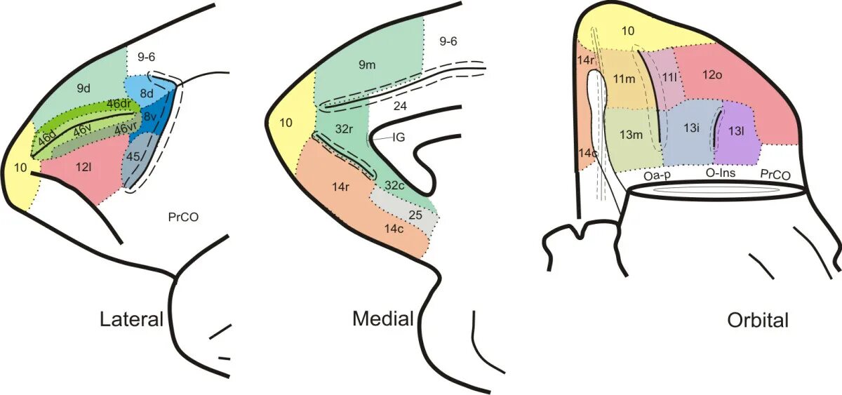 Площадь Бродмана 13. Зоны мозга по Бродману. Карта полей по Бродману. Area subcallosa. 13 area