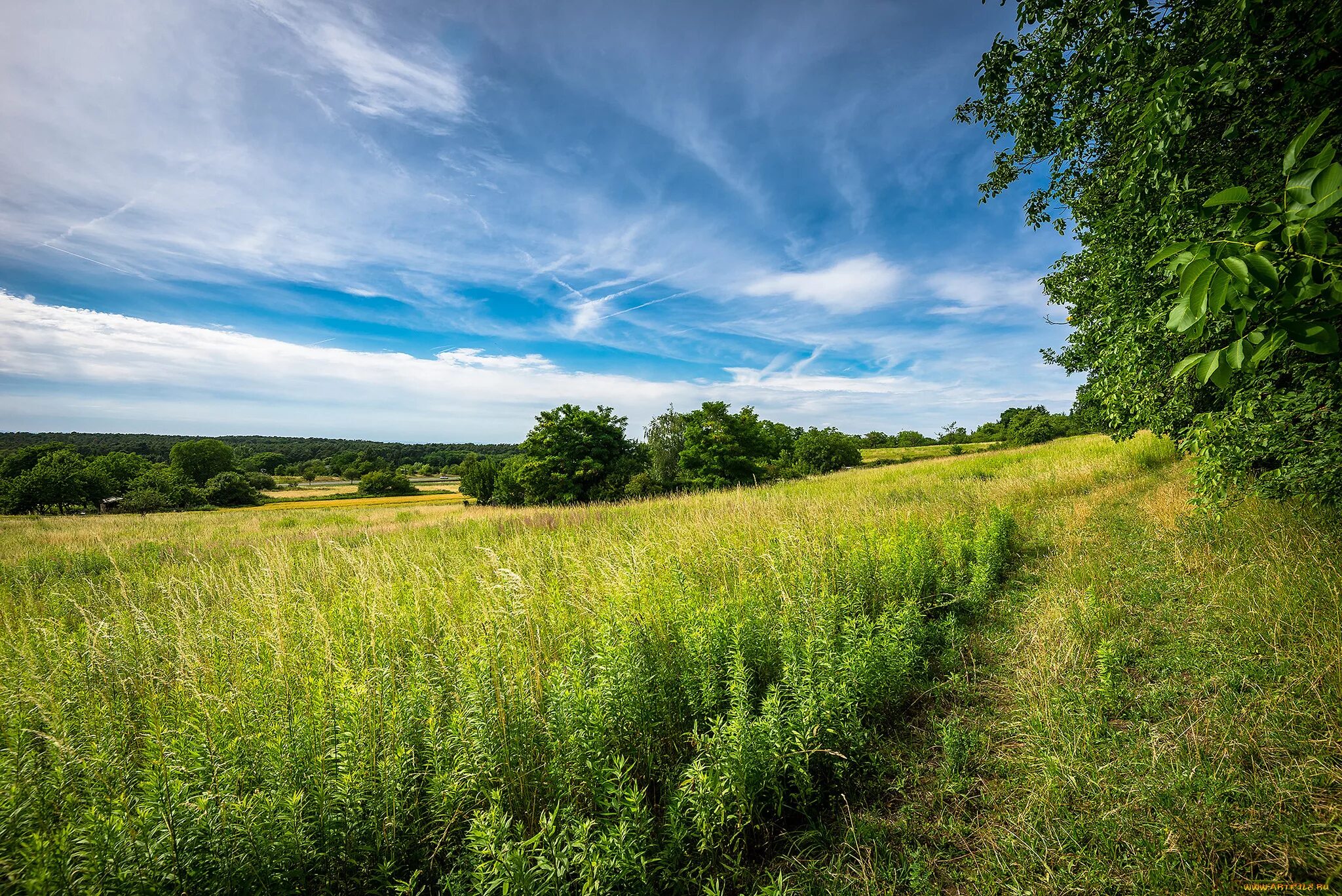 Хлебные поля удмуртии. Природа поле. Ландшафт поля светлое фото. Русское поле. Поля круча.