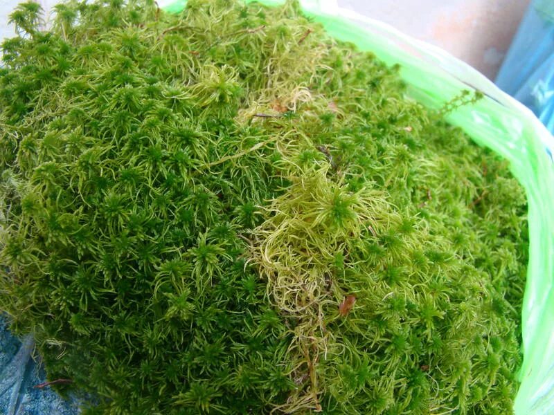 Цирифилум мох. Мох сфагнум живой. Сфагнум зеленый мох. Микро мох. Мох сфагнум живой.