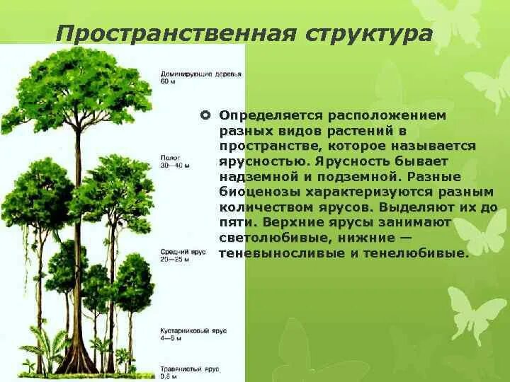 Охарактеризуйте роль ярусного размещения видов в биогеоценозе. Ярусность лесного фитоценоза. Ярусность соснового Бора. Ярусность Дубравы. Ярусность Лесная Дубрава.