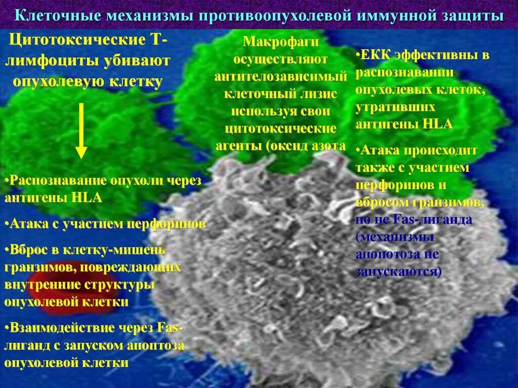 Механизме защите клетки. Клетки неспецифической защиты. Интрацеллюлярные адаптивные механизмы. Механизмы адаптации клетки. Защита клетки.