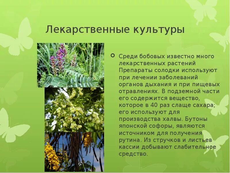 Бобовые значение для человека. Лечебные культурные растения. лекарственные бобовые растения. полезные культурные и лекарственные растения. культурные растения лекарственные растения.