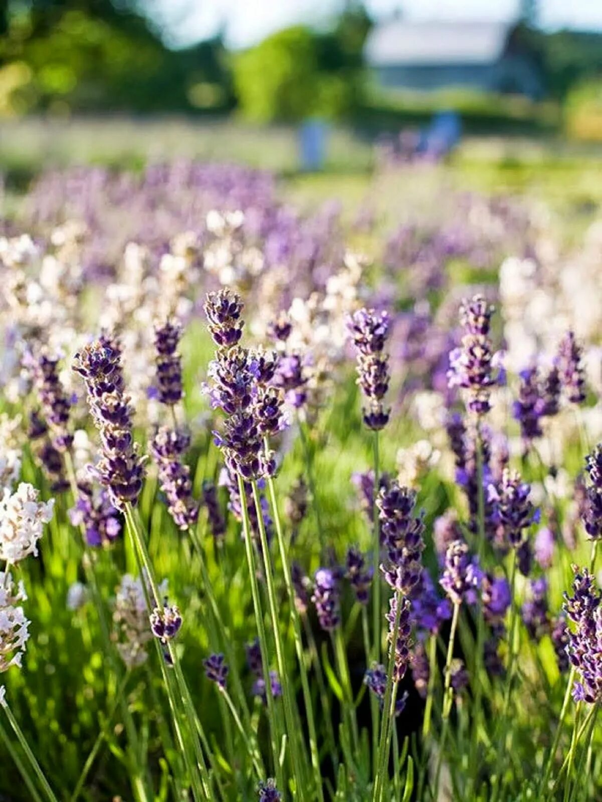 Лаванда узколистная 'blue scent'. Лаванда крупнолистная. Лаванда пурпл. Лаванда спб. Лаванда фиолетовая.