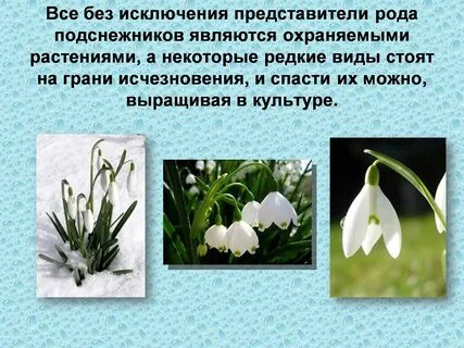 Растения татарстана книга