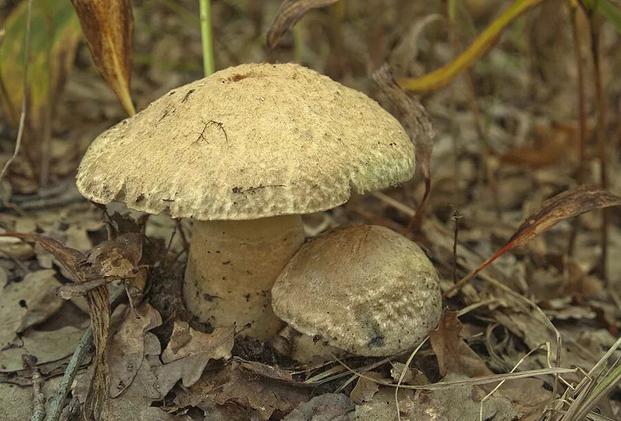 Синеющий гриб. Гиропорус синеющий (gyroporus cyanescens). гриб гиропорус синеющий. гриб синяк гиропорус. гиропор синеющий, синяк.