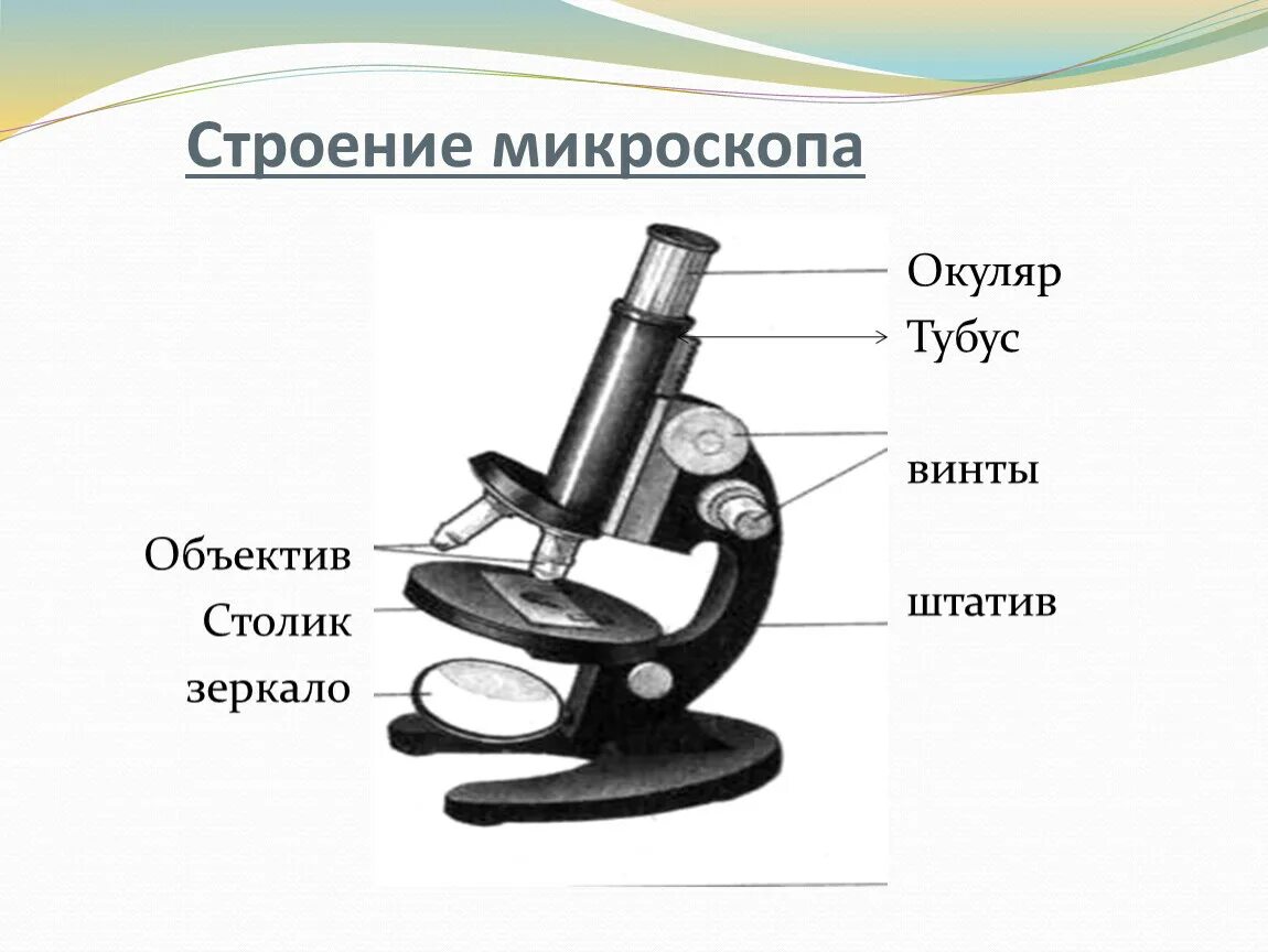 Микроскоп составные части. Микроскоп части микроскопа 5 класс. Микроскоп устройство микроскопа 5 класс. Строение окуляра микроскопа. Микроскоп части микроскопа биология 5 класс.