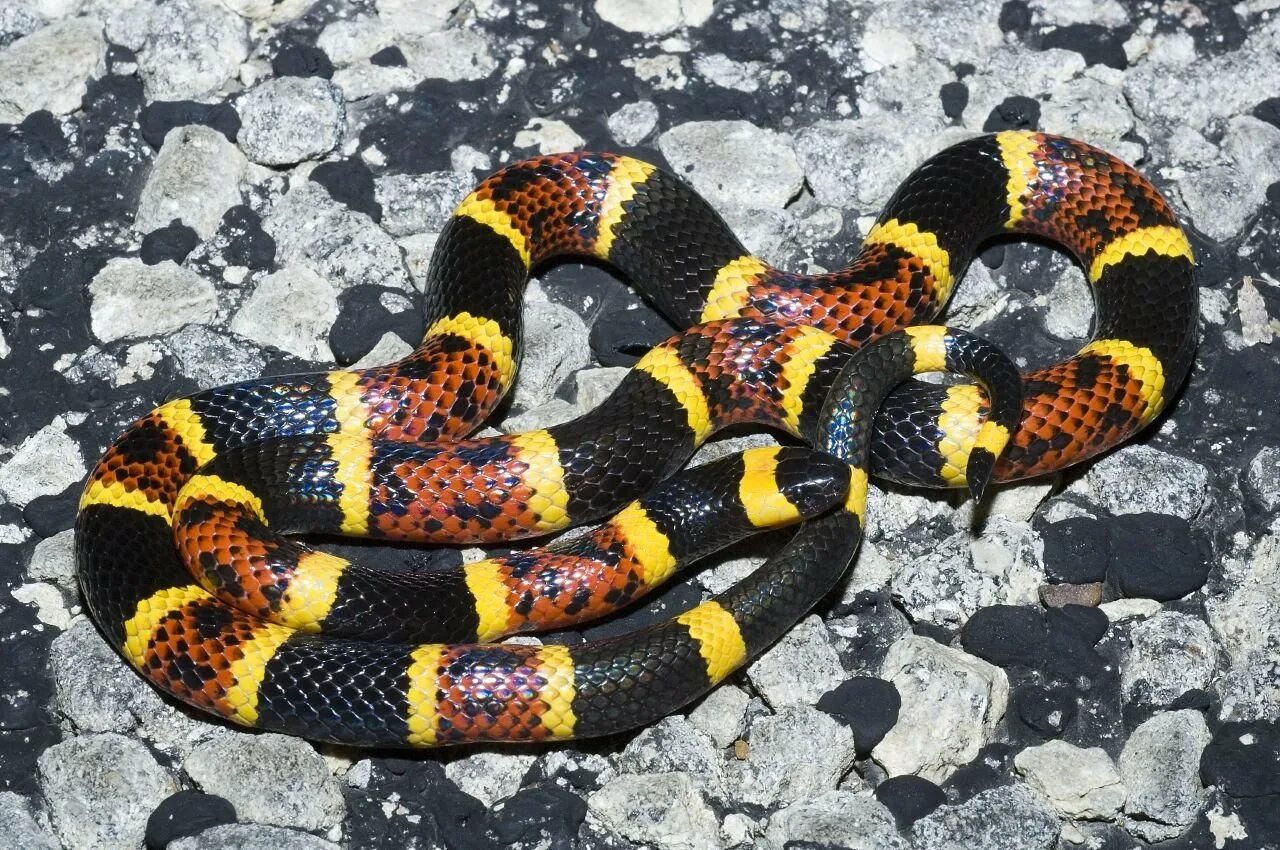 аспид это. аспид кобровый. аспид змея ядовитая. арлекиновый аспид. арлекиновый аспид змея.