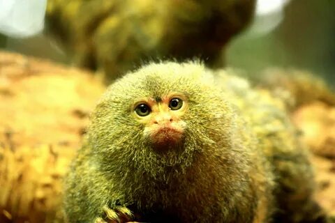 Small monkey