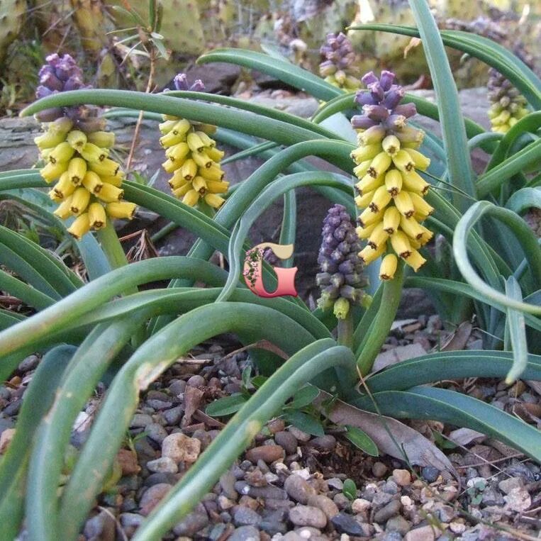 Golden fragrance