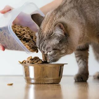 Кошка не есть как кормить