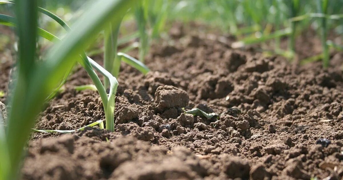 Почва и культурное растение. Почва. Почва фото. Почвы Краснодарского края. Плодородность.
