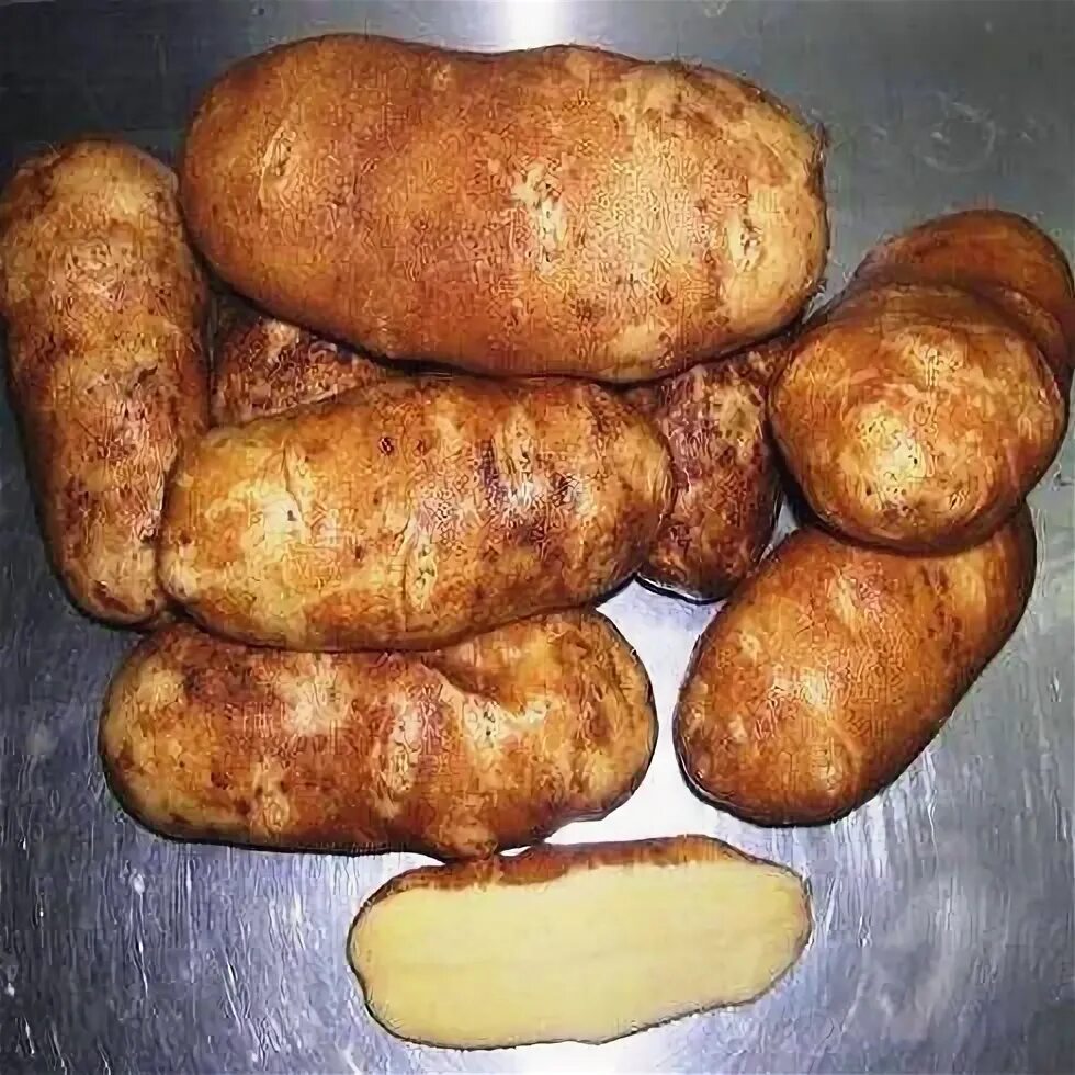 Картофель сорт богатырь отзывы. Сорт картофеля богатырь. картошка санте. фермер с картошкой. картофель богатырь фото.