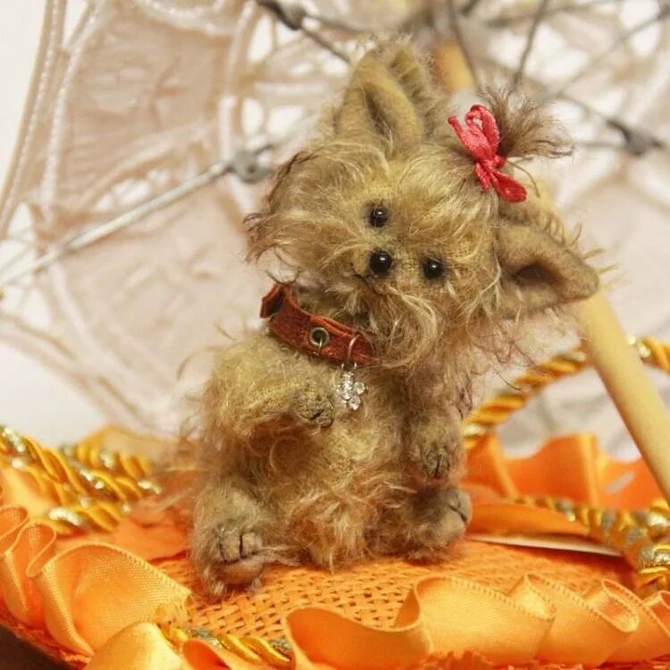 Тедди терьер. Йоркширский терьер тедди. Тедди терьер. Плюшевый йоркширский терьер живой. Тедди терьер собака.