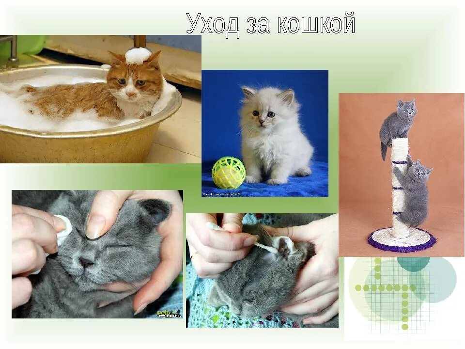 Как ухаживать за котенком 1 месяц. Ухаживать за котенком. Ухаживание за кошкой. Как надо ухаживать за кошками. Как нужно ухаживать за котенком.