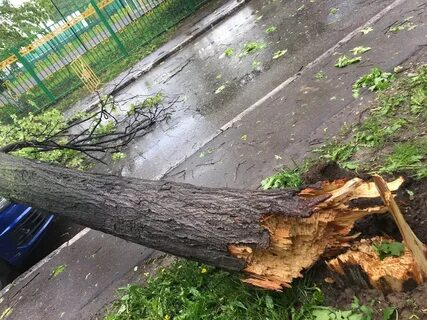 Что делать с упавшим деревом