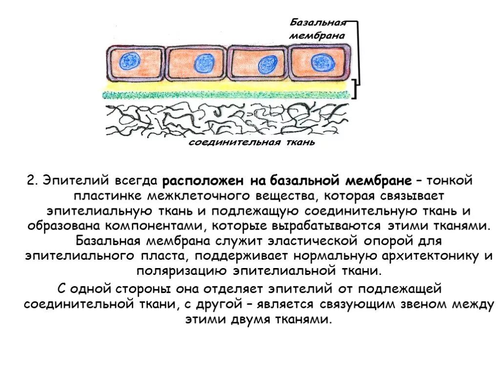 Функции базальной мембраны эпителия. Эпителиальная ткань базальная мембрана. Строение базальной мембраны эпителия. Базальная мембрана покровных тканей. Базальная мембрана функции