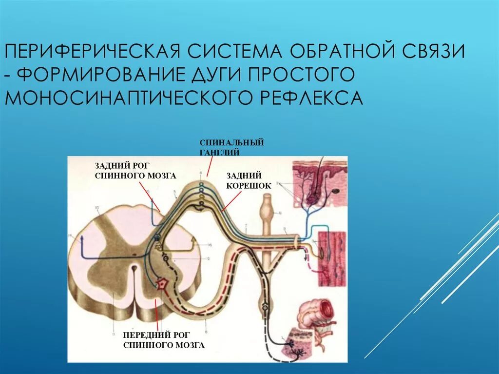 Периферическая система. Моносинаптические рефлексы спинного мозга. Значение периферической системы. Внутрисердечные периферические рефлексы.