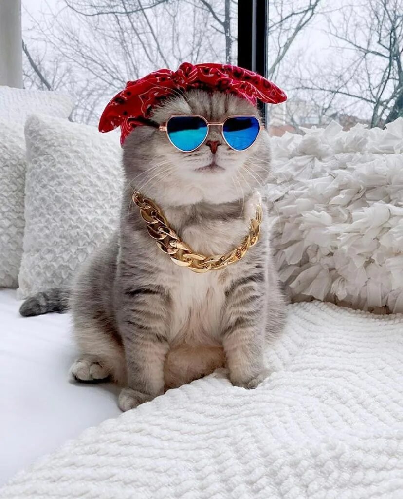 Котик мод. Кот бенсон. крутой кот. модный кот. котик в очках.