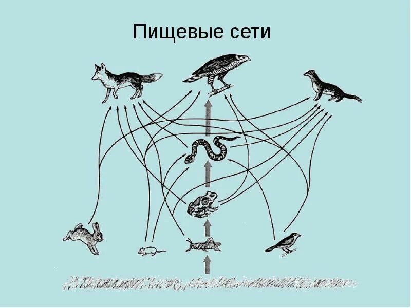 Выберите фрагменты пищевых сетей