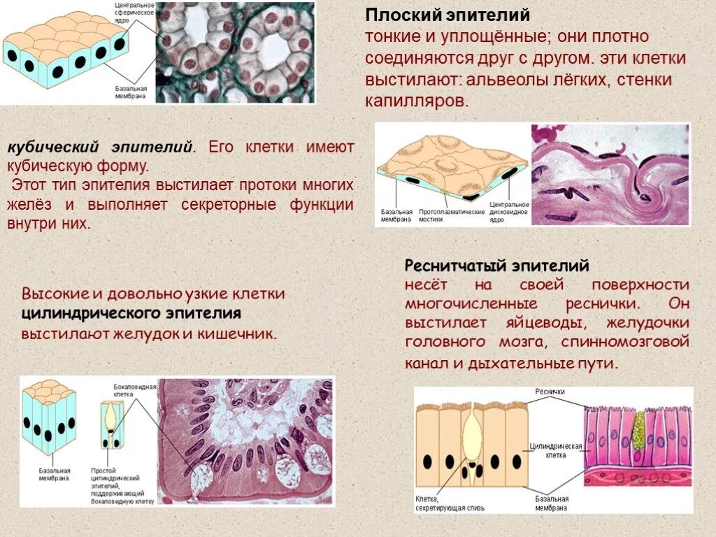Ткань рисунок функции. Однослойный плоский эпителий строение и функции. Плоский кубический железистый эпителий. Типы эпителиальной ткани функции. Однослойный кубический эпителий Тип ткани.