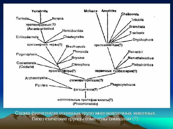 Филогенетическое Древо хордовых животных. Филогения позвоночных животных. Филогенез схема. Филогенетическая схема животных. Этапы эволюции многоклеточных