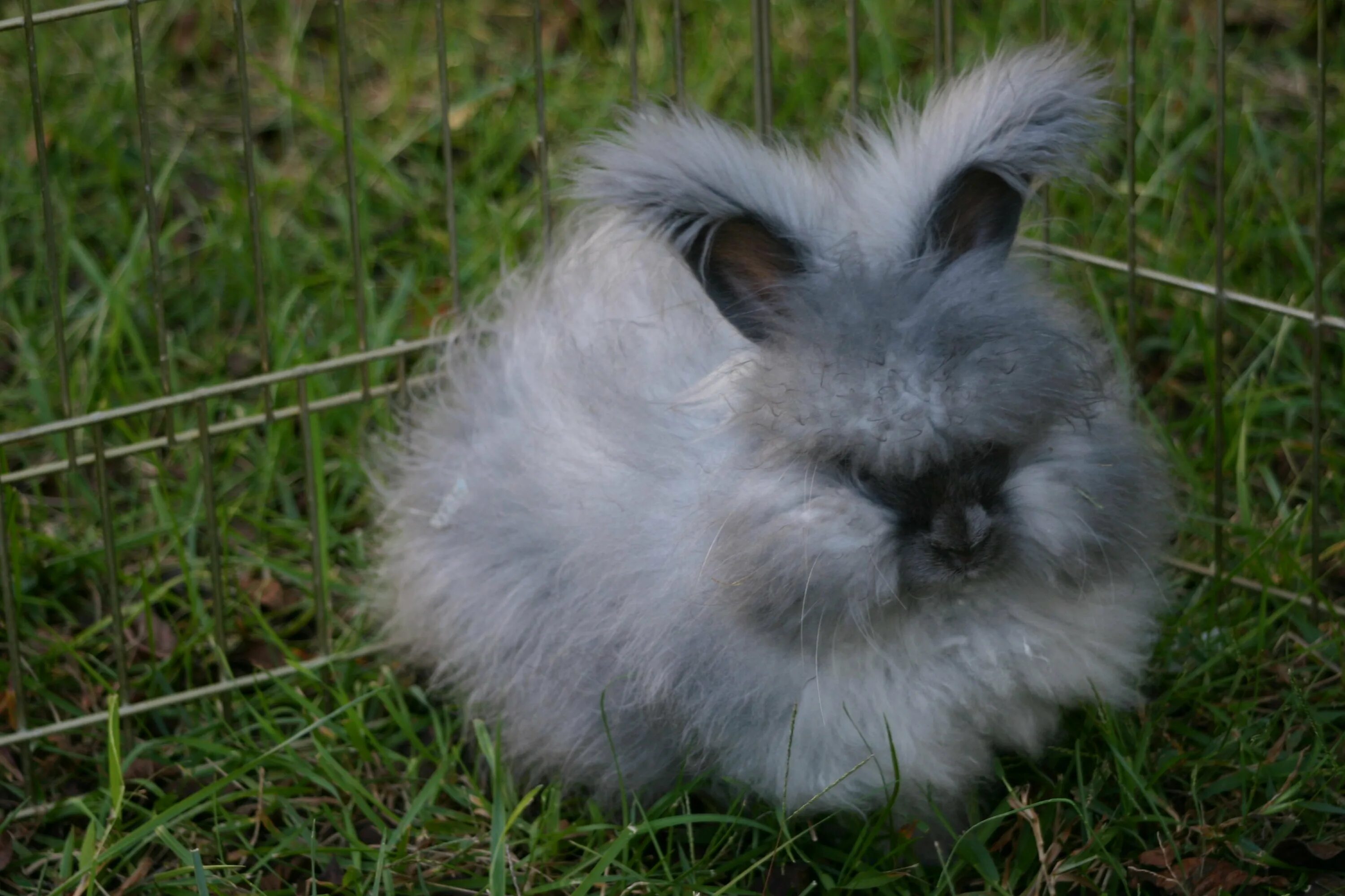 Ангора пушистая. Ангорский кролик. Ангорский пуховой кролик. Кролик ангорский (Дамский). Английский ангорский кролик.