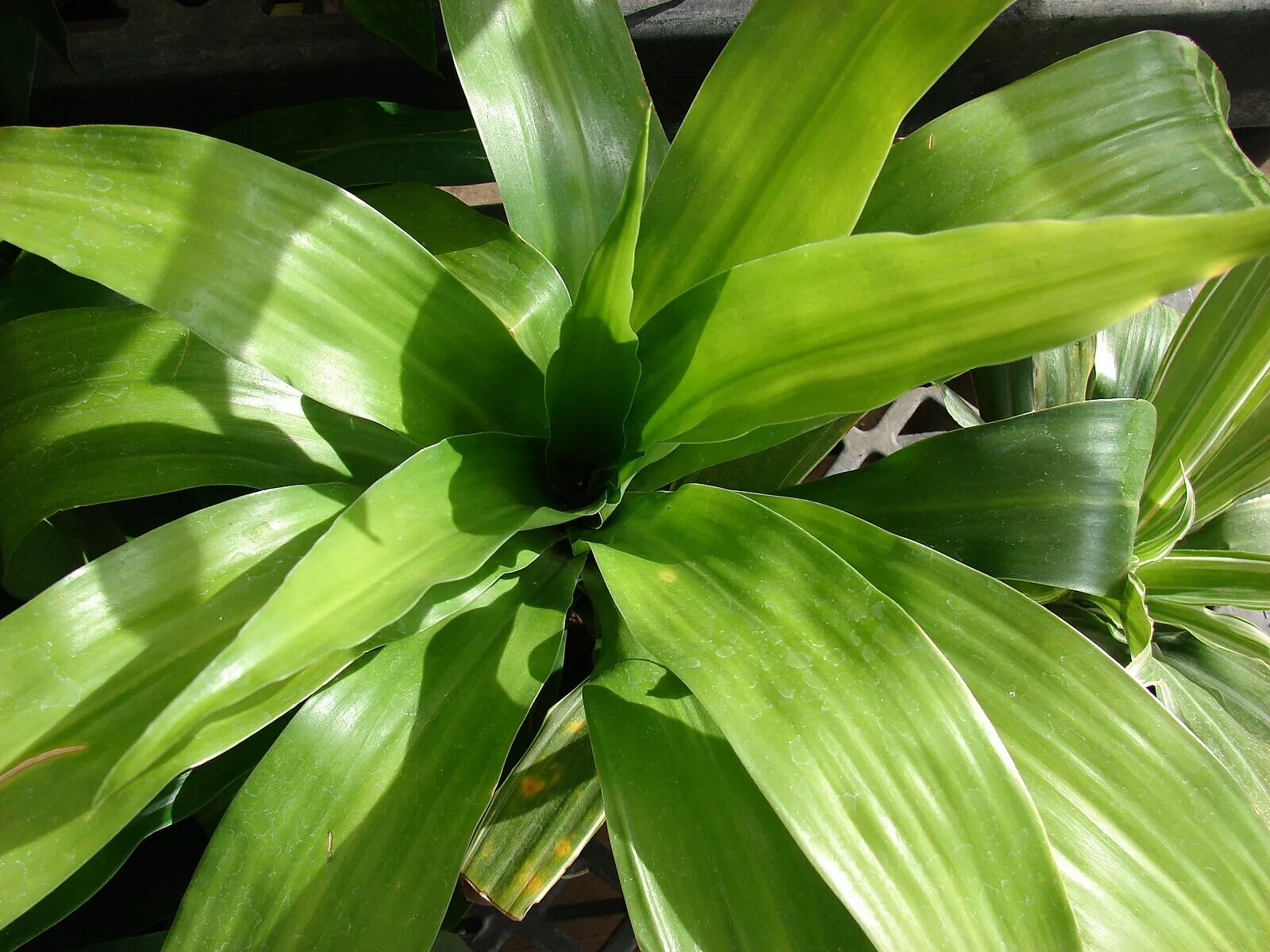 Драцена очень. Драцена душистая dracaena. драцена фрагранс. драцена душистая (dracaena fragrans). драцена деремская окаймленная.