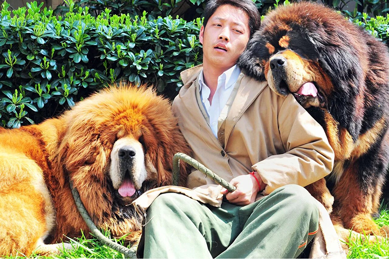 Огромные собаки видео. Мастиф Хонг Донг. Тибетский мастиф. Китайский тибетский мастиф. Собака тибетский мастиф.