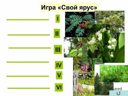 5 имен растений