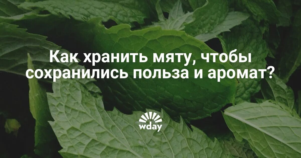 Как сохранить мяту свежей надолго. Как сохранить мяту. как хранить мяту. срок хранения мяты. как хранить мяту в холодильнике.