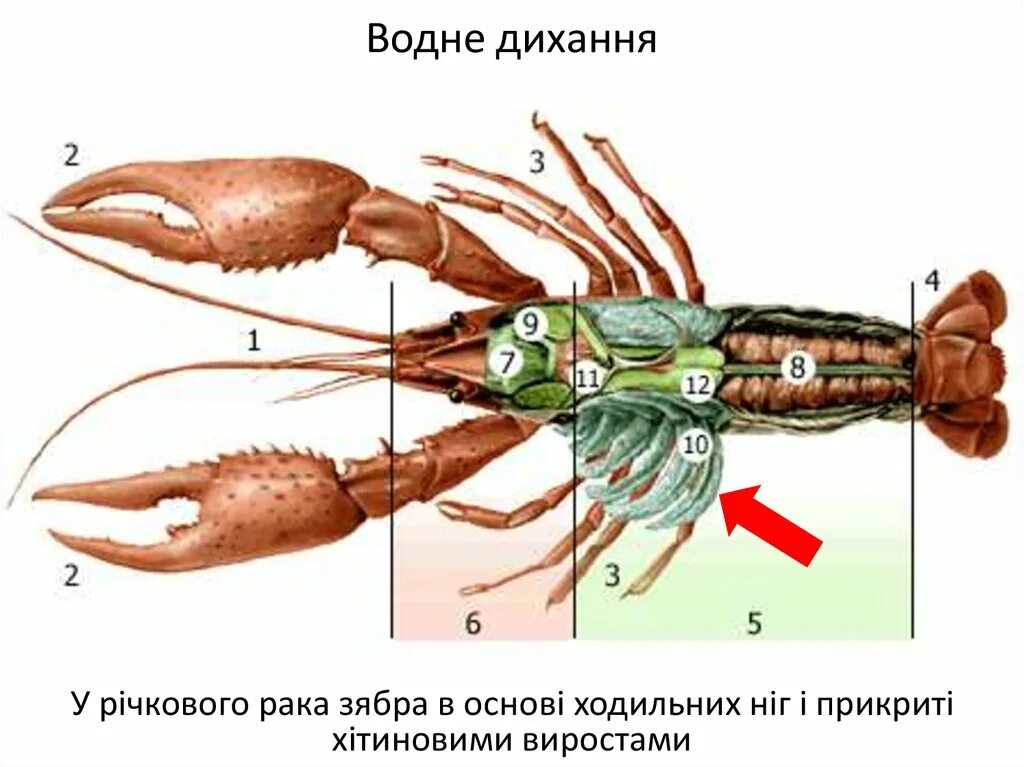 Схема внутреннего строения членистоногих. Строение членистоногих ракообразные. Строение членистоногих ракообразные. Ракообразные биология 8. Тип членистоногие класс ракообразные оплодотворение.