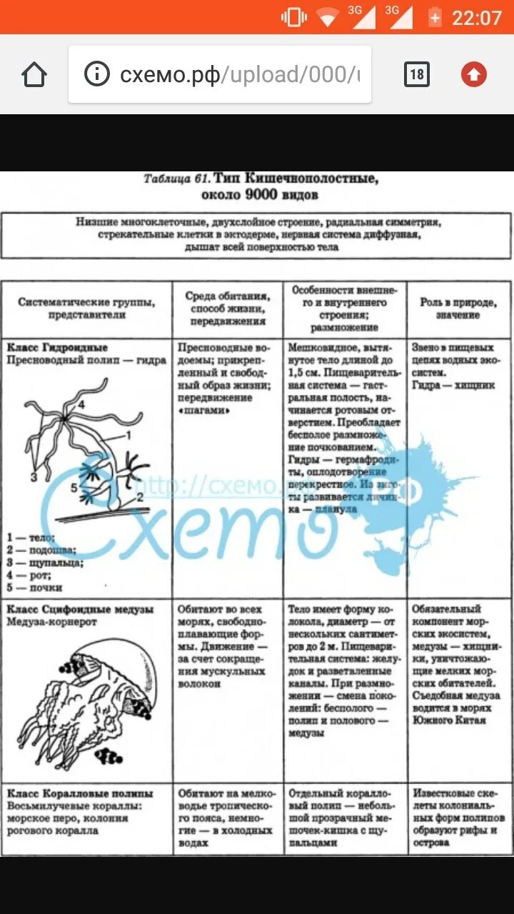Картинки ТАБЛИЦА КИШЕЧНОПОЛОСТНЫХ БИОЛОГИЯ