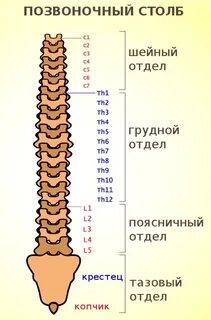 Поясничный отдел позвоночника 2 позвонок
