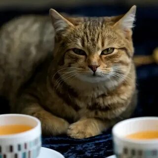 Чай забавные коты