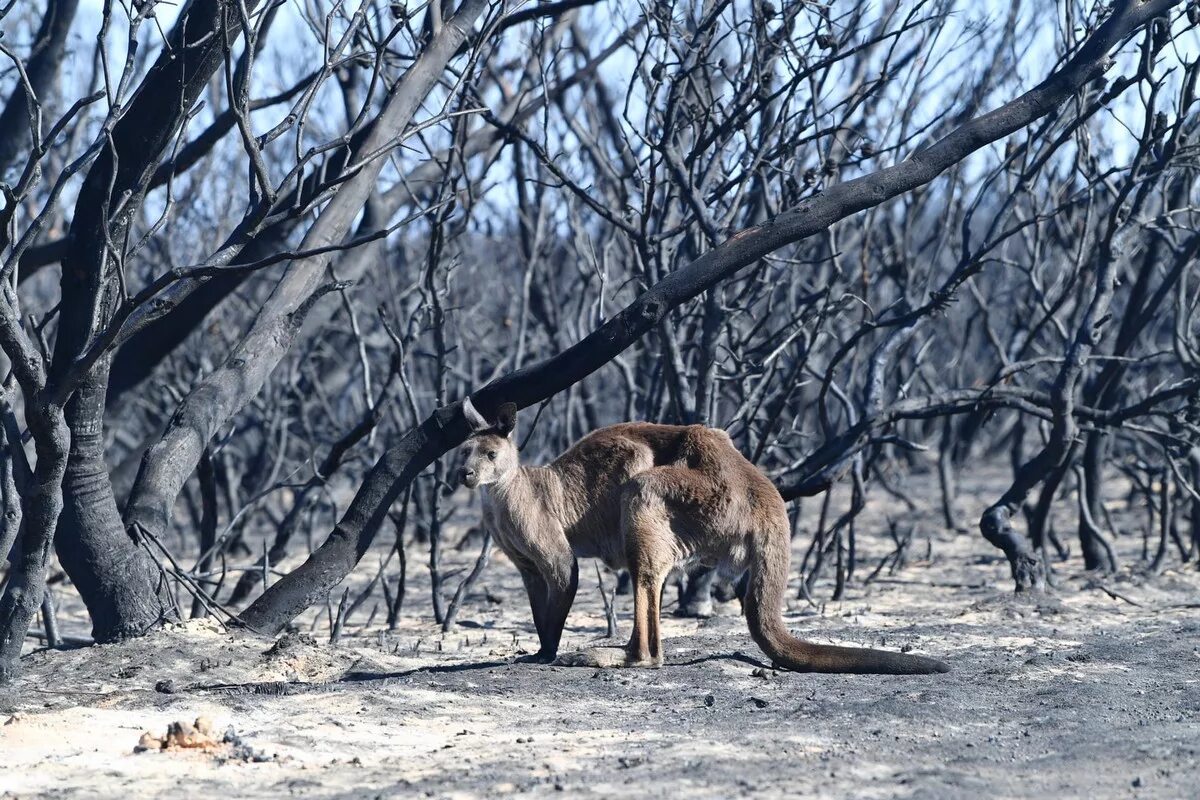 Гиб животное. Хаастс Блафф Австралия. Лесные пожары в Австралии 2019-2020. Гибнут животные в лесах.