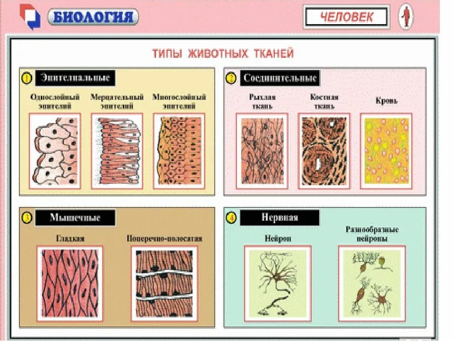 Отличие тканей. Типы тканей организма человека и их функции таблица с рисунками. Строение различных тканей и клеток животных. Виды тканей человека таблица биология. Типы тканей животных таблица.