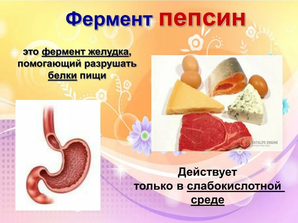 Где расщепление белки. Пепсин. Пепсин фермент. Ферменты желудка. Пищеварительные ферменты пепсин.