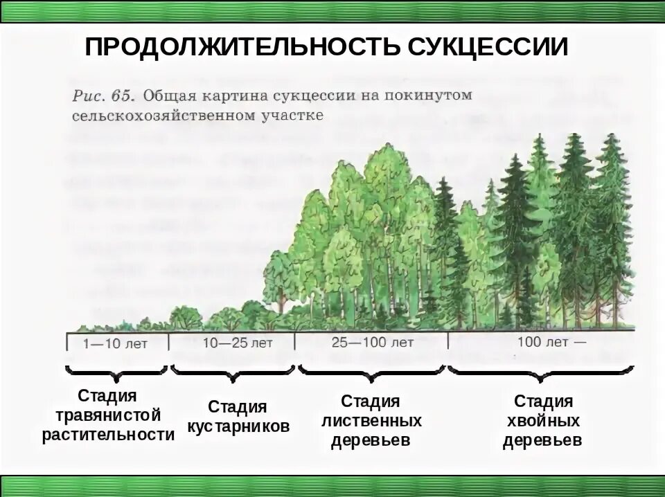 Понятие о природном сообществе биогеоценозе