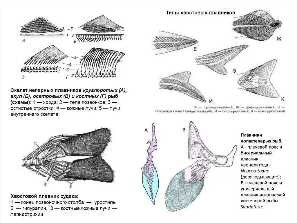 Плавники костных рыб схема. Скелет хвостового плавника костной рыбы. Скелет хвостового плавника костистой рыбы. Строение костистой рыбы конечности.