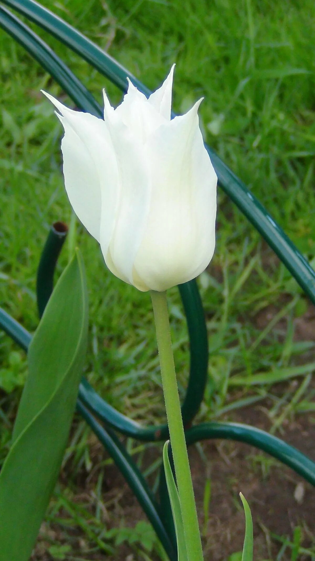 Тюльпан триумфатор. Тюльпан уайт триумфатор. white triumphator тюльпан. тюльпан лилиецветный уайт триумфатор. тюльпан роял вирджин.