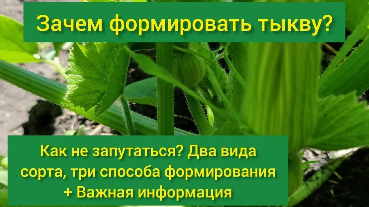 Как прищипывать тыкву в открытом грунте пошаговое. Прищипывание тыквы. формирование мускатной тыквы. формирование куста тыквы в открытом грунте схема. схема формирования тыквы.