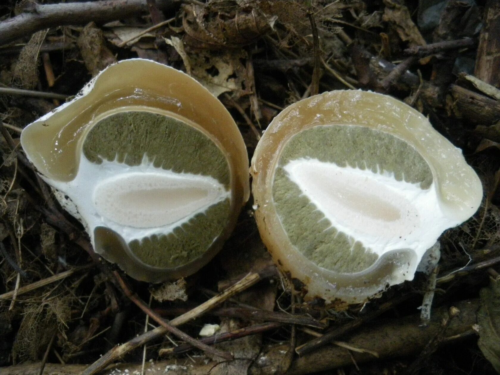 Как выглядит гриб внутри Gastroid and Truffle Fungi