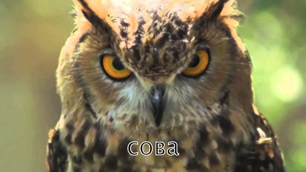 Что такое сов и не сов. Что такое сов и не сов